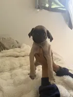Teddy, a male Pug for sale in Chula Vista, CA – 10 of 10