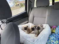 Nova, a female Pug for sale in Chula Vista, CA – 9 of 9