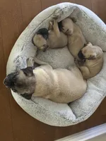 Nova, a female Pug for sale in Chula Vista, CA – 4 of 9
