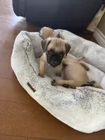 Nova, a female Pug for sale in Chula Vista, CA – 8 of 9