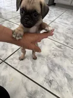 Nova, a female Pug for sale in Chula Vista, CA – 6 of 9