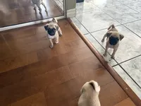 Teddy, a male Pug for sale in Chula Vista, CA – 8 of 10
