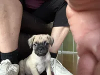Teddy, a male Pug for sale in Chula Vista, CA – 2 of 10