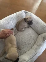 Teddy, a male Pug for sale in Chula Vista, CA – 6 of 10