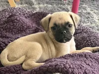 Nala, a female Pug for sale in Chula Vista, CA – 2 of 6