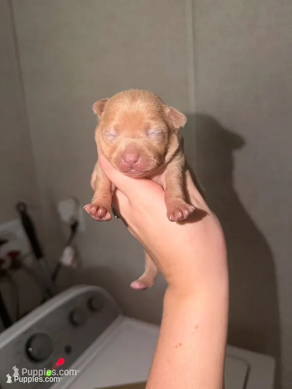 Cookie – Chihuahua puppy for sale in Gainesville, FL