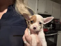 Snow, a female Chihuahua for sale in Gainesville, FL – 3 of 7