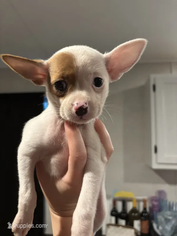 Snow – Chihuahua puppy for sale in Gainesville, FL