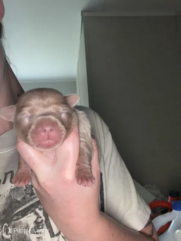 Oreo – Chihuahua puppy for sale in Gainesville, FL