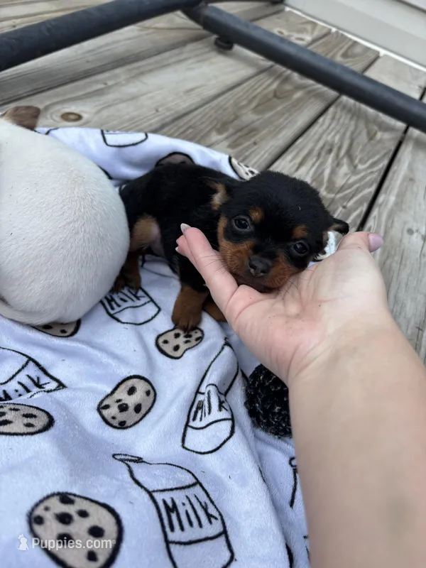 Mocha – Chihuahua puppy for sale in Gainesville, FL