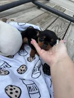 Mocha, a female Chihuahua for sale in Gainesville, FL – Photo 1 of 6