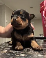 Mocha, a female Chihuahua for sale in Gainesville, FL – Photo 3 of 6