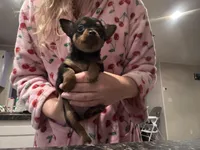 Mocha, a female Chihuahua for sale in Gainesville, FL – Photo 2 of 6