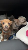 Mocha, a female Chihuahua for sale in Gainesville, FL – Photo 6 of 6