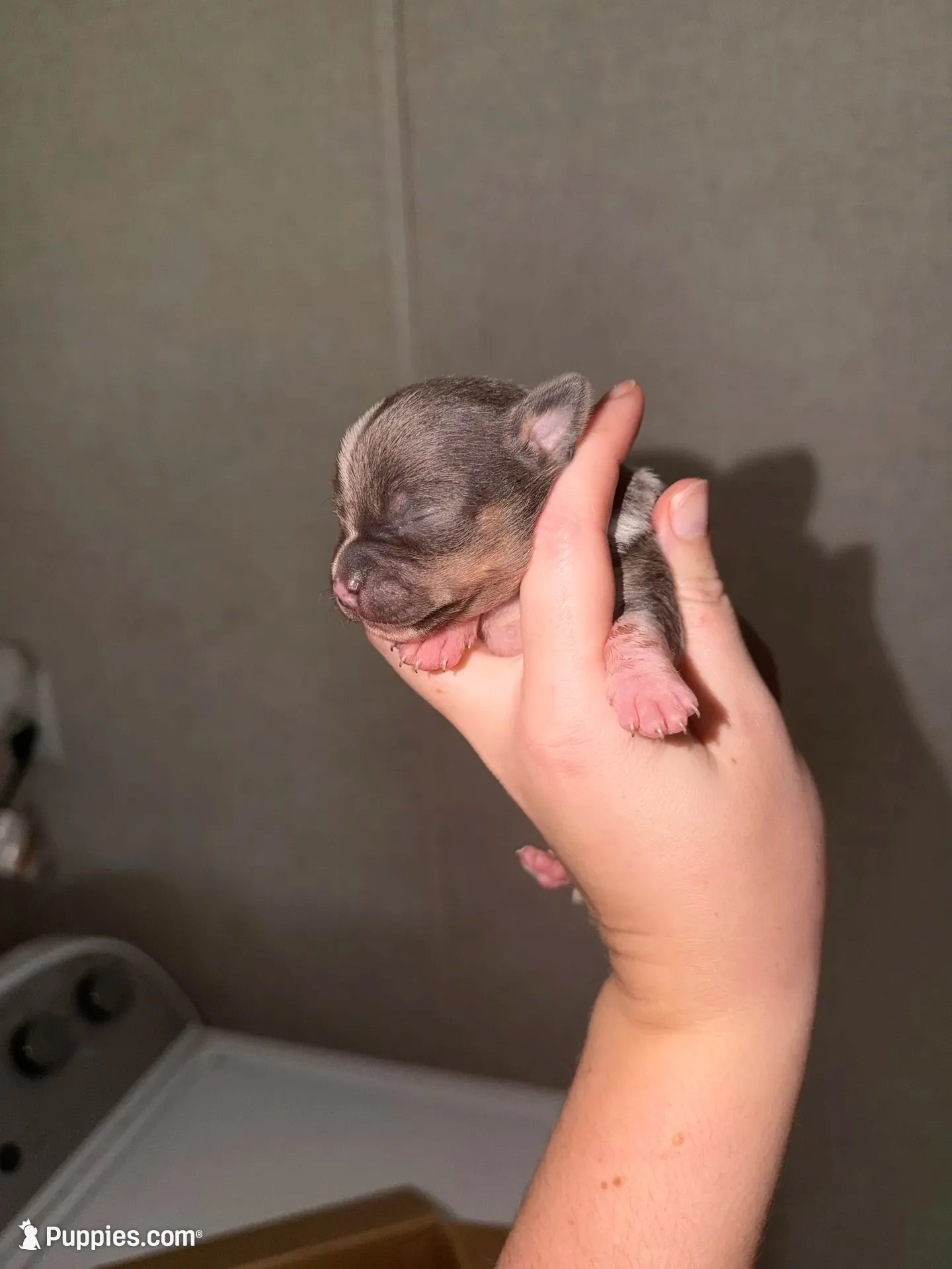Rocky, a male Chihuahua for sale in Gainesville, FL – 1 of 4