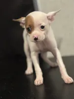 Snow, a female Chihuahua for sale in Gainesville, FL – 2 of 7