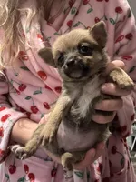 Fawn, a female Chihuahua for sale in Gainesville, FL – Photo 2 of 3