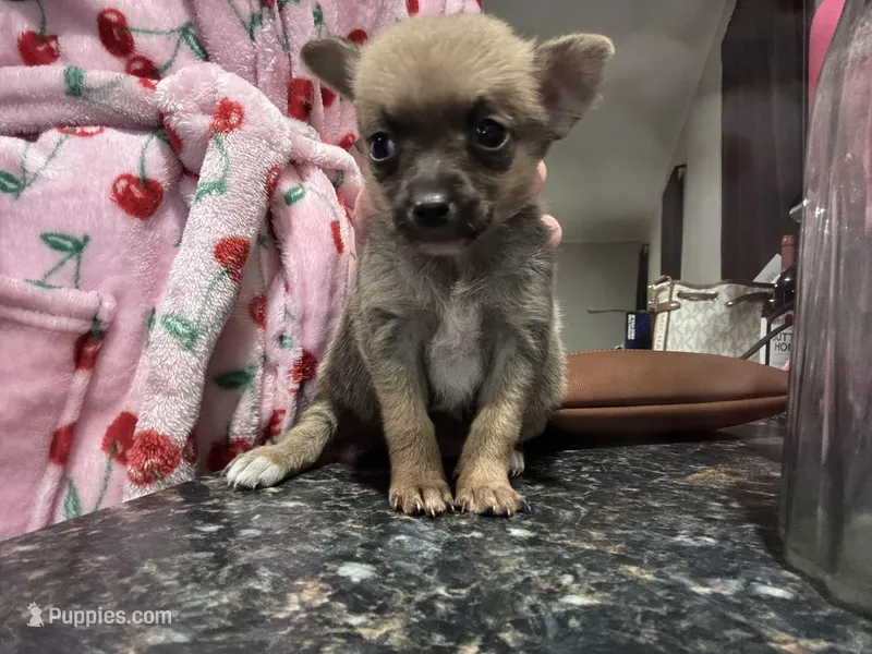 Fawn – Chihuahua puppy for sale in Gainesville, FL