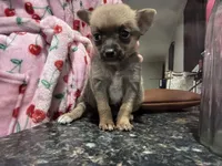 Fawn, a female Chihuahua for sale in Gainesville, FL – Photo 1 of 3