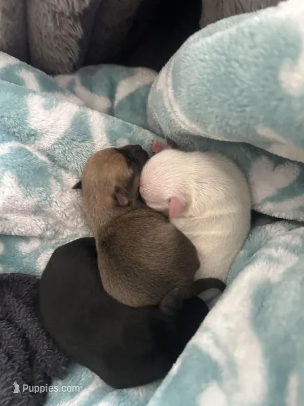 Fawn – Chihuahua puppy for sale in Gainesville, FL