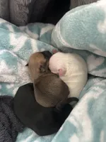 Fawn, a female Chihuahua for sale in Gainesville, FL – Photo 1 of 3