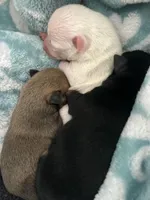 Fawn, a female Chihuahua for sale in Gainesville, FL – Photo 2 of 3