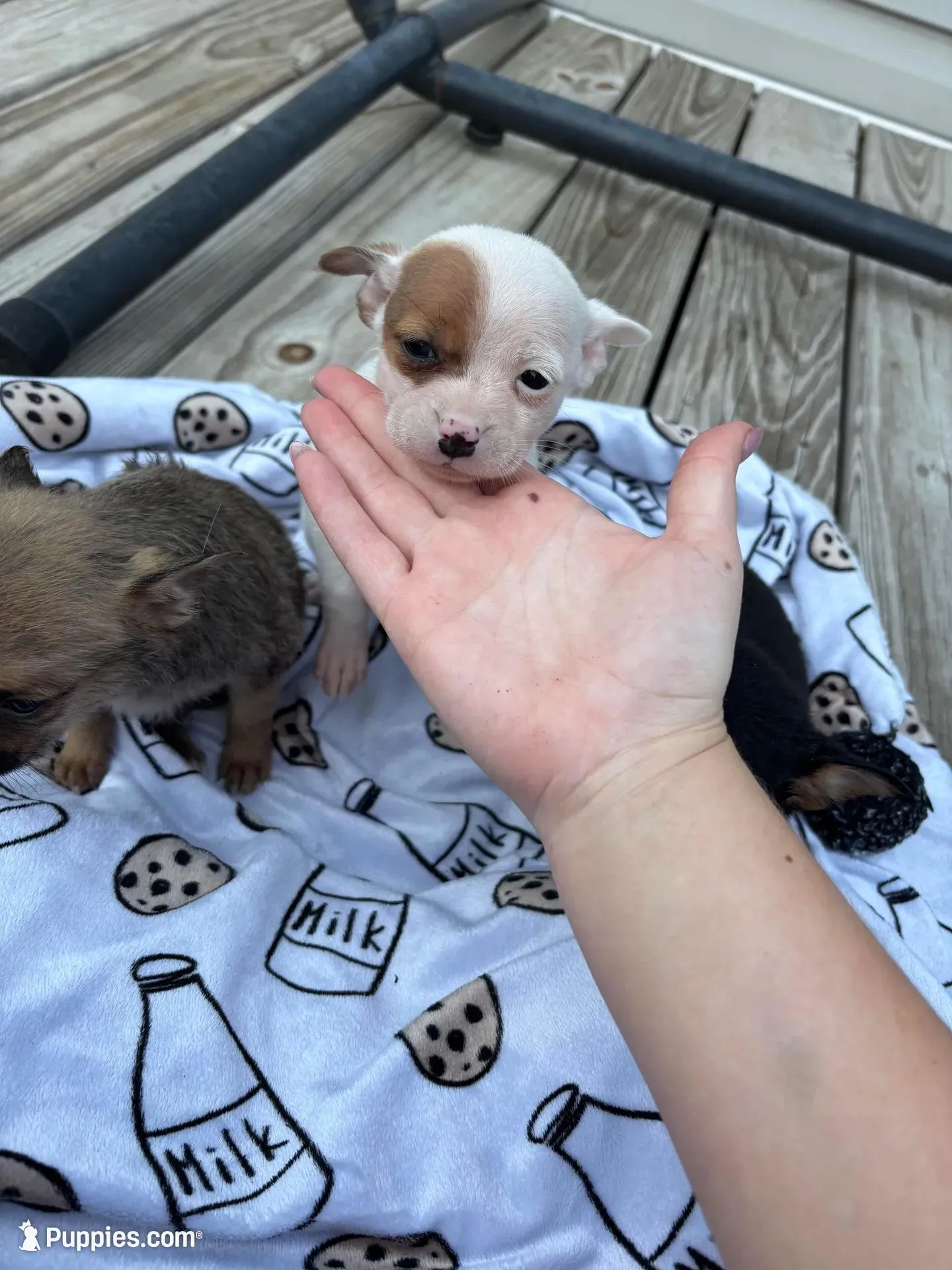 Snowflake , a female Chihuahua for sale in Gainesville, FL – 2 of 3