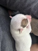 Snowflake , a female Chihuahua for sale in Gainesville, FL – Photo 3 of 4