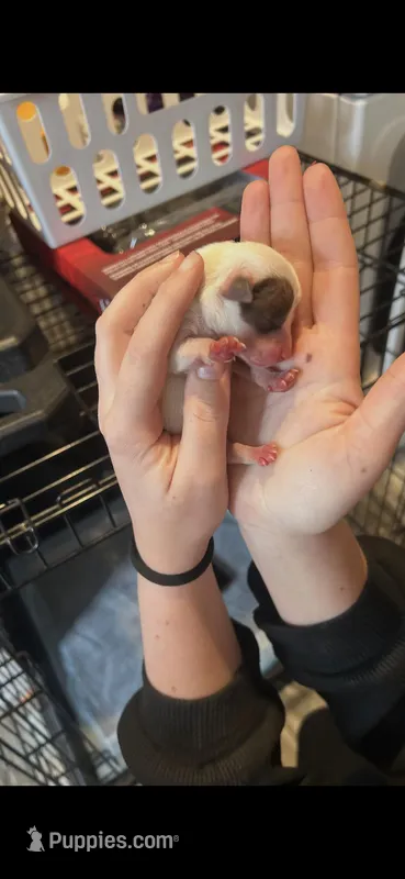 Snowflake  – Chihuahua puppy for sale in Gainesville, FL