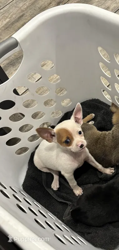 Snowflake  – Chihuahua puppy for sale in Gainesville, FL