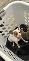Snow, a female Chihuahua for sale in Gainesville, FL – 4 of 7