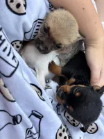 Mocha, a female Chihuahua for sale in Gainesville, FL – Photo 4 of 6