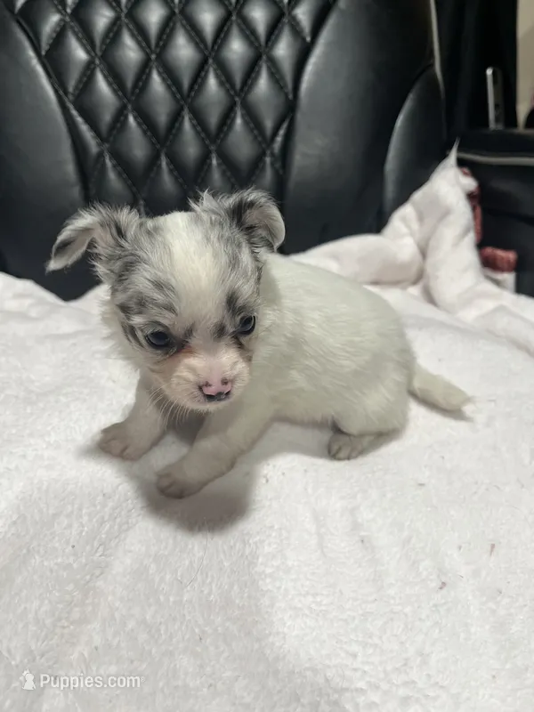 CKC Female Chihuahua 2 – Chihuahua puppy for sale in Logan, OH