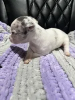 CKC Male Chihuahua 3, a male Chihuahua for sale in Logan, OH – 2 of 2