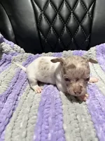 CKC Chocolate Merle Male , a male Chihuahua for sale in Logan, OH – 2 of 2