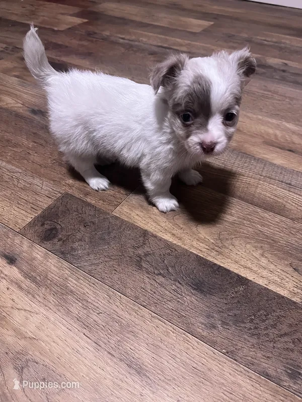CKC Female 2 – Chihuahua puppy for sale in Logan, OH