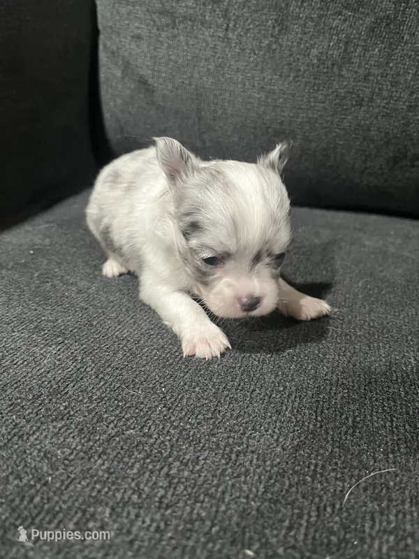 CKC Female 1 – Chihuahua puppy for sale in Logan, OH