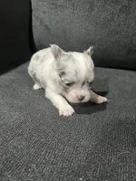 CKC Female 1, a female Chihuahua for sale in Logan, OH – 1 of 1