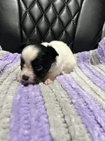 CKC male Chihuahua 5, a male Chihuahua for sale in Logan, OH – 2 of 2