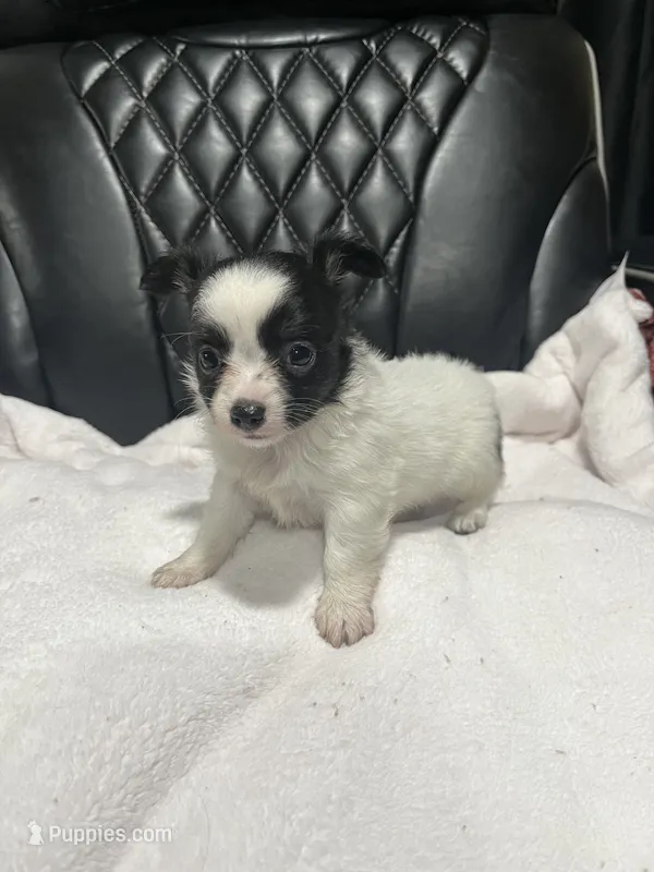 CKC male Chihuahua 5 – Chihuahua puppy for sale in Logan, OH