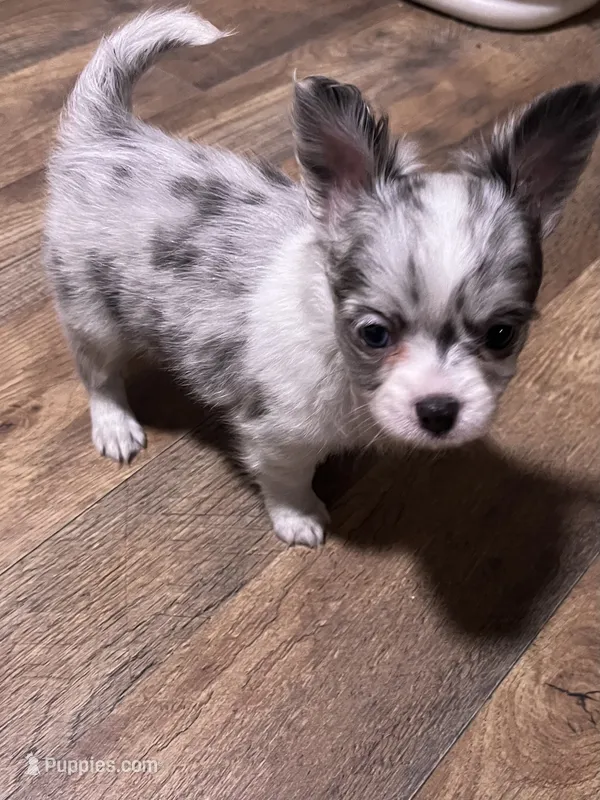 CKC Female 1 – Chihuahua puppy on hold in Logan, OH