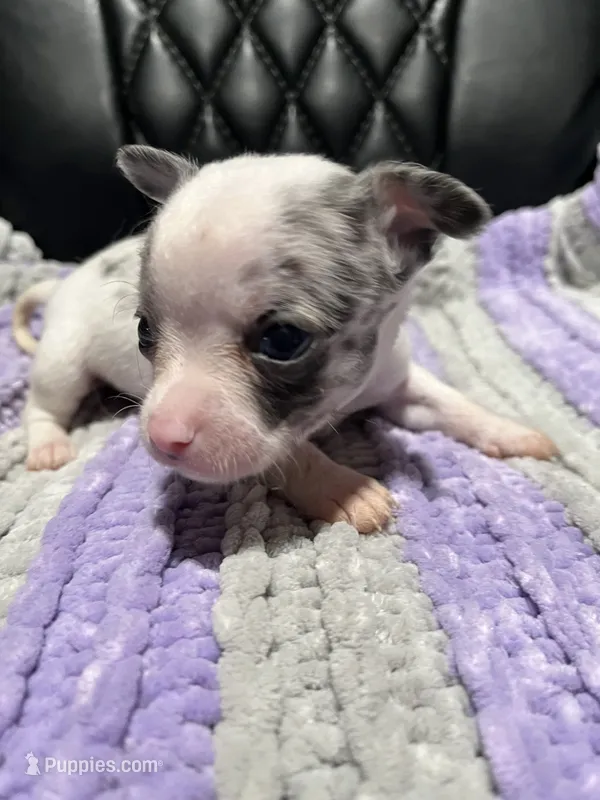 CKC Male Chihuahua 2 – Chihuahua puppy on hold in Logan, OH
