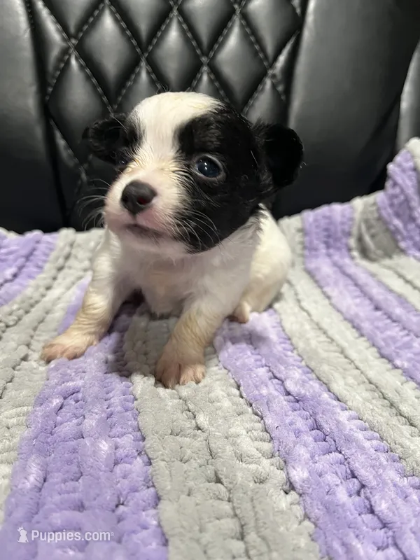 CKC male Chihuahua 5 – Chihuahua puppy for sale in Logan, OH