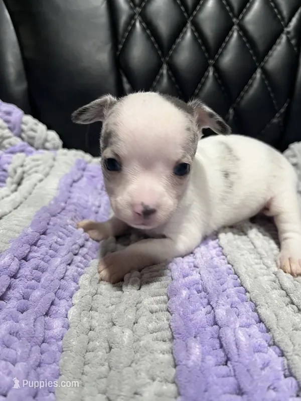 CKC Male Chihuahua 3 – Chihuahua puppy on hold in Logan, OH