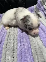 CKC Female Chihuahua 2, a female Chihuahua for sale in Logan, OH – 1 of 2