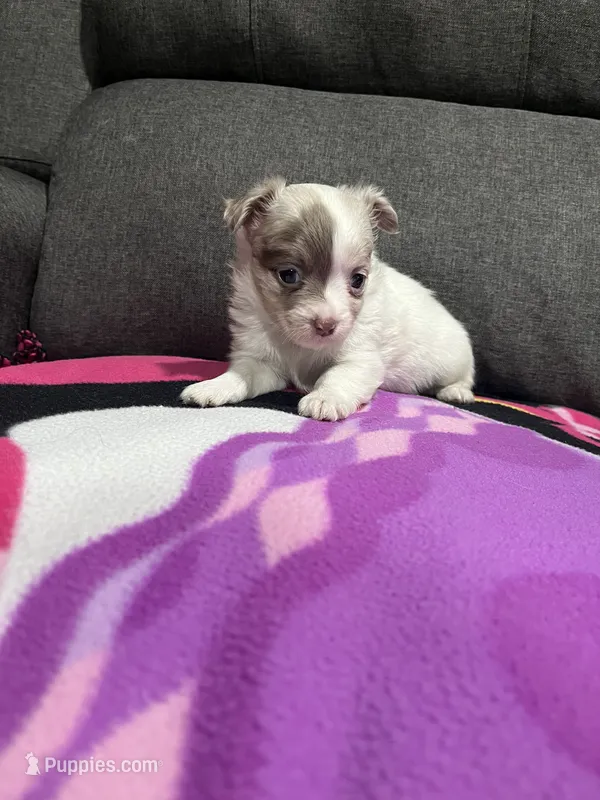 CKC Female 2 – Chihuahua puppy for sale in Logan, OH