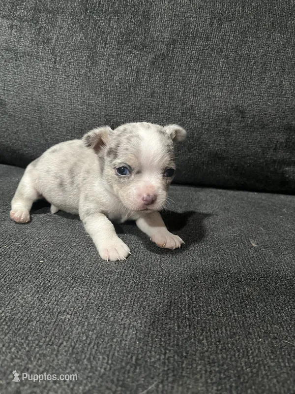 CKC Male 1 – Chihuahua puppy for sale in Logan, OH
