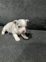 CKC Male 1, a female Chihuahua for sale in Logan, OH – 1 of 1