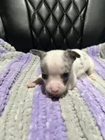 CKC Male Chihuahua 2, a male Chihuahua for sale in Logan, OH – 2 of 2