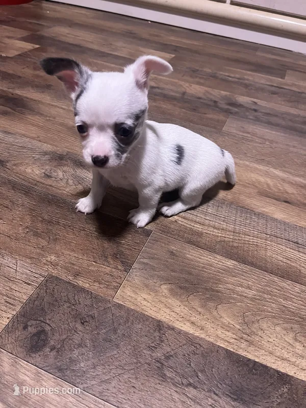 CKC Female 3 – Chihuahua puppy for sale in Logan, OH